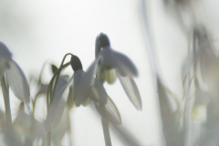 Sneeuwklokje