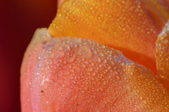 Tulp