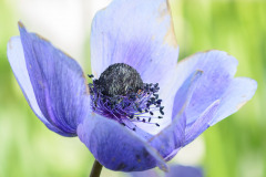 Tulp