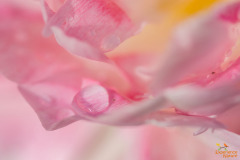 Tulp
