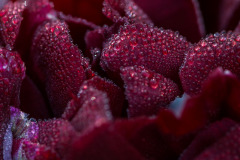 Tulp