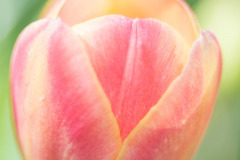 Tulp