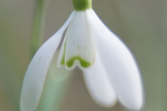 Sneeuwklokje