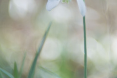 Sneeuwklokje