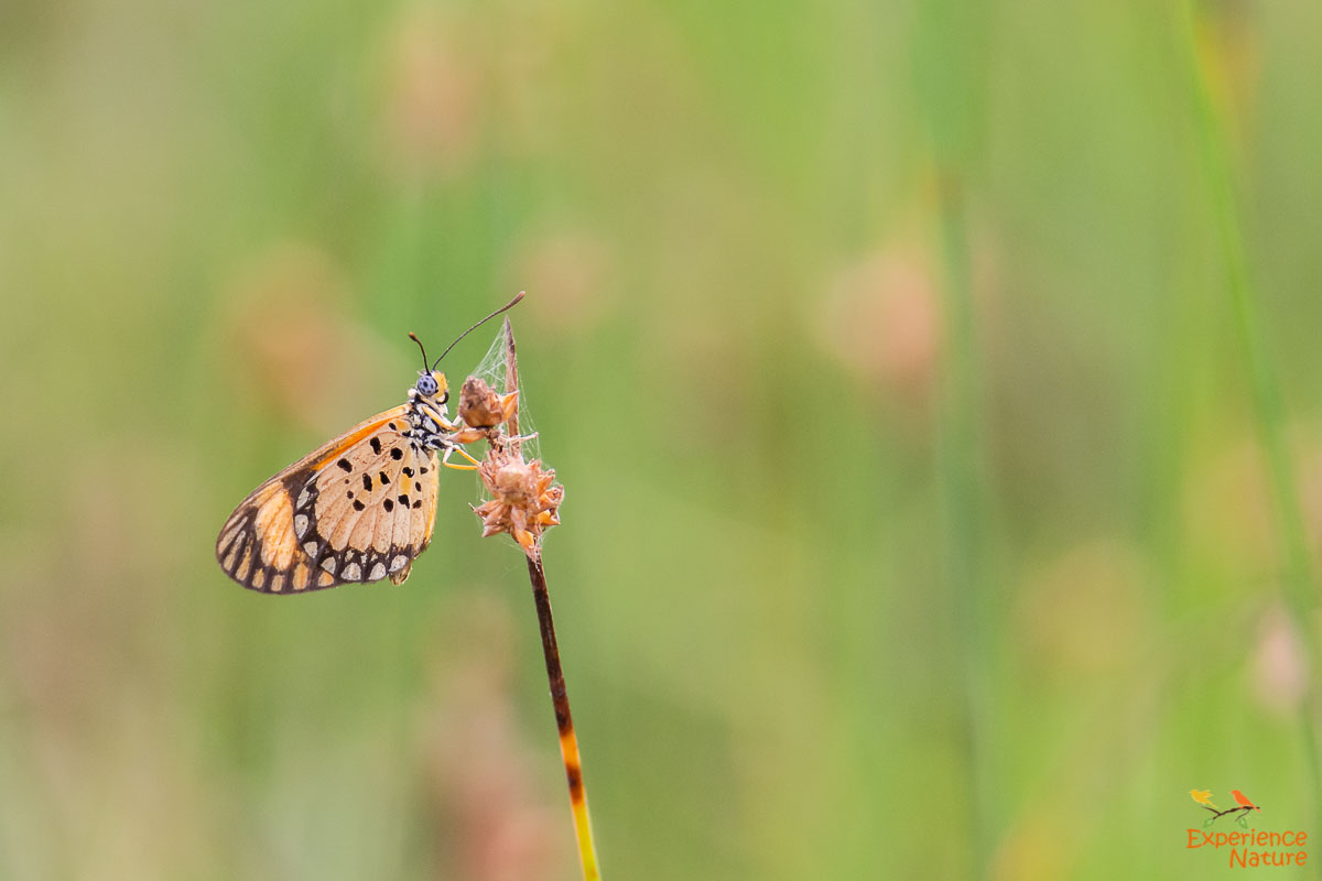 Acraea serena