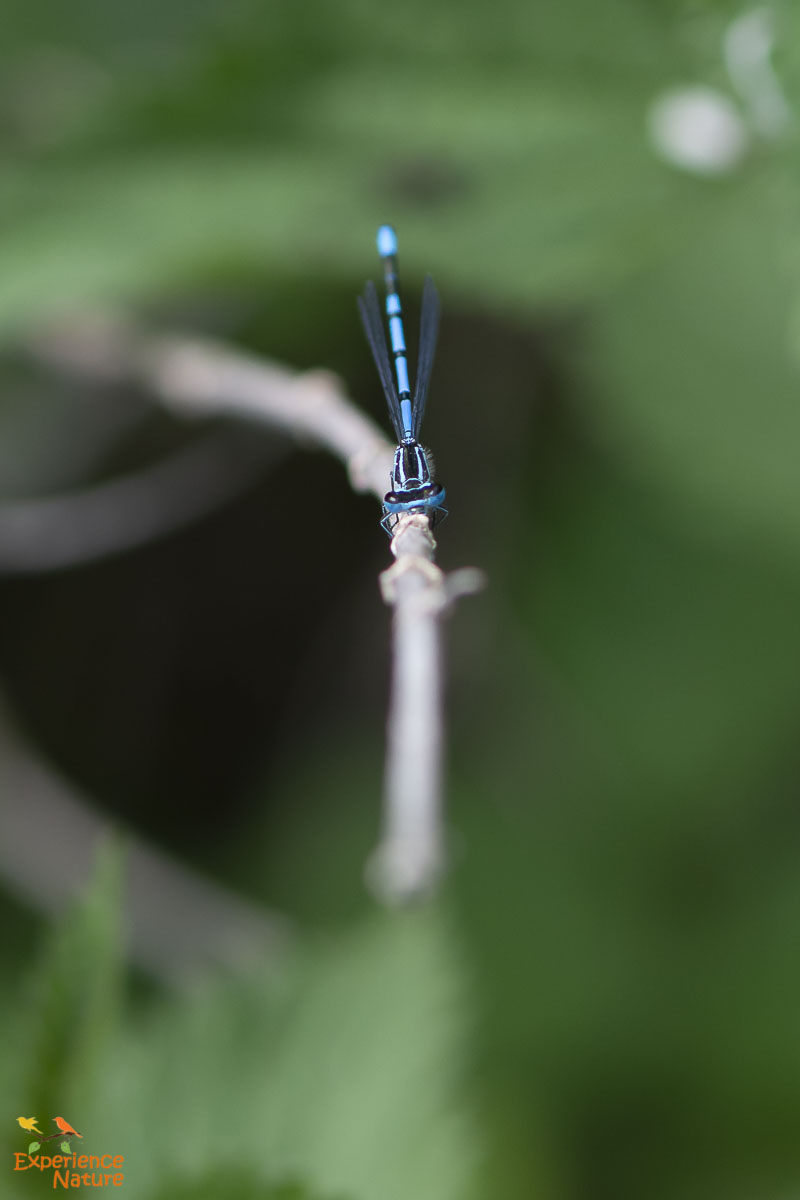 Azuurwaterjuffer