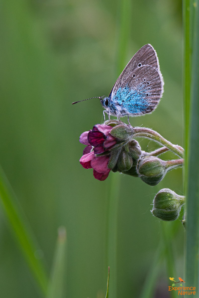 Bloemenblauwtje