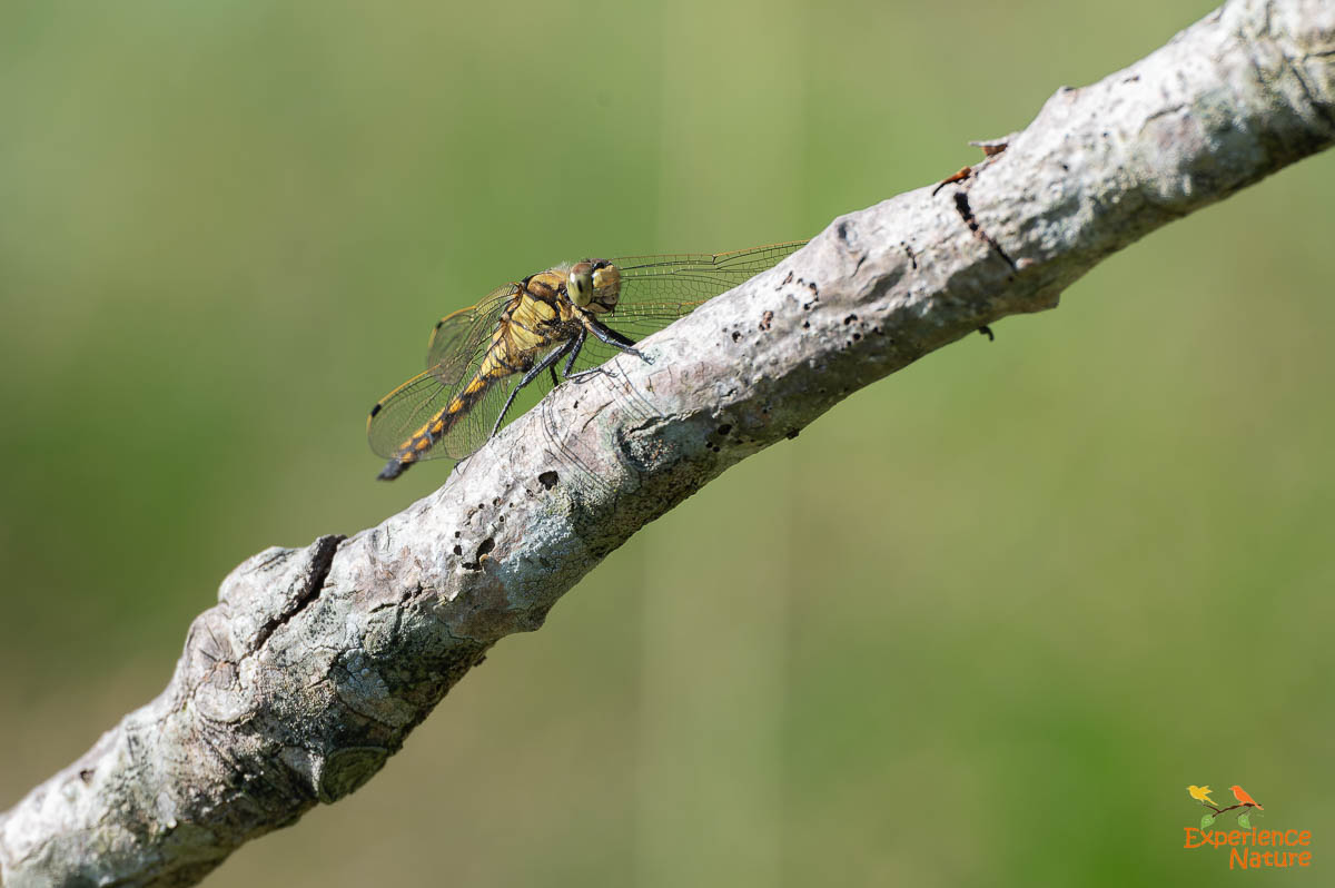 Bruinrode heidelibel