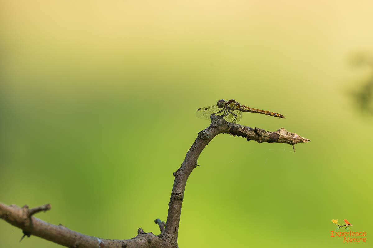 Bruinrode heidelibel