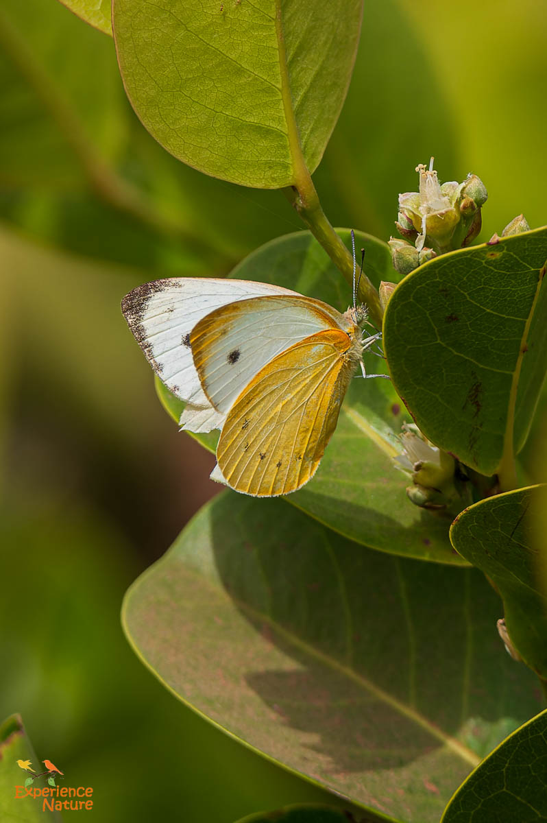 Creamy small white