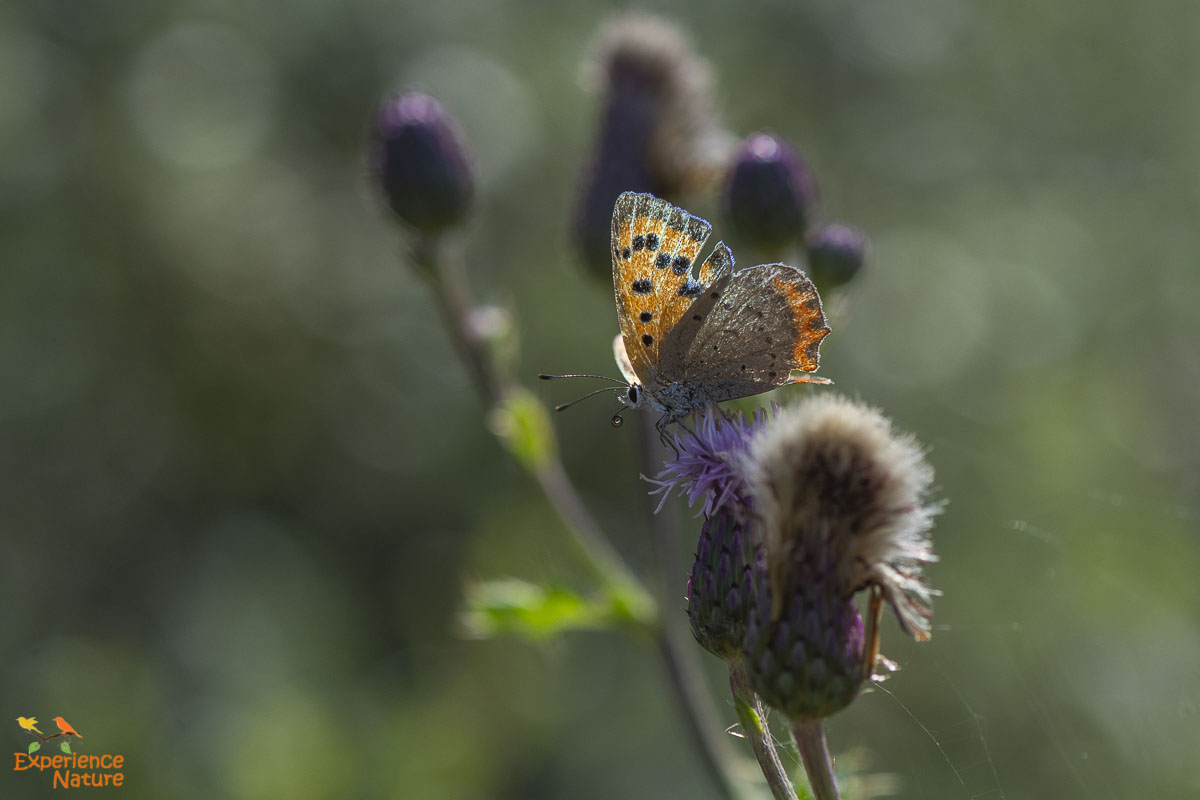 Kleine vuurvlinder