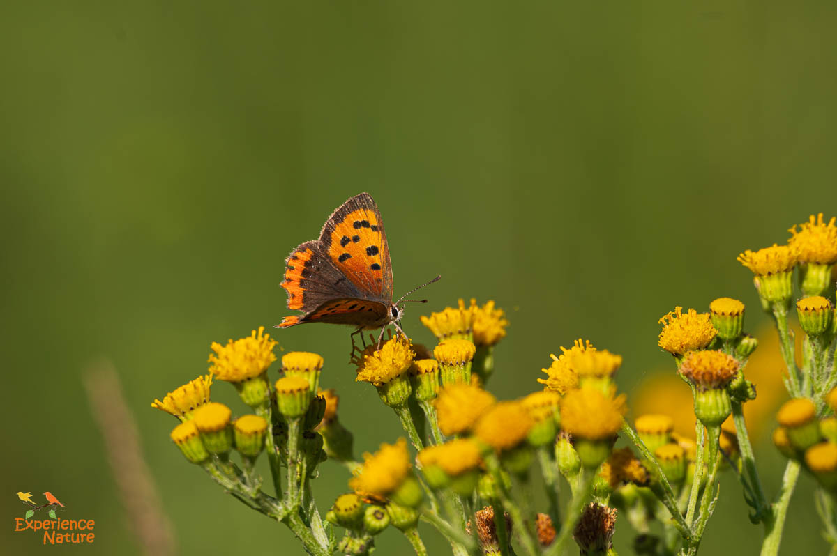 Kleine vuurvlinder