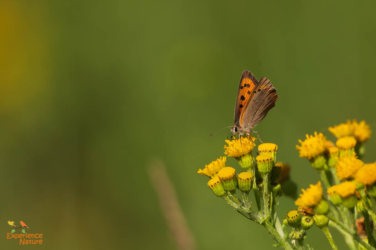 Kleine vuurvlinder