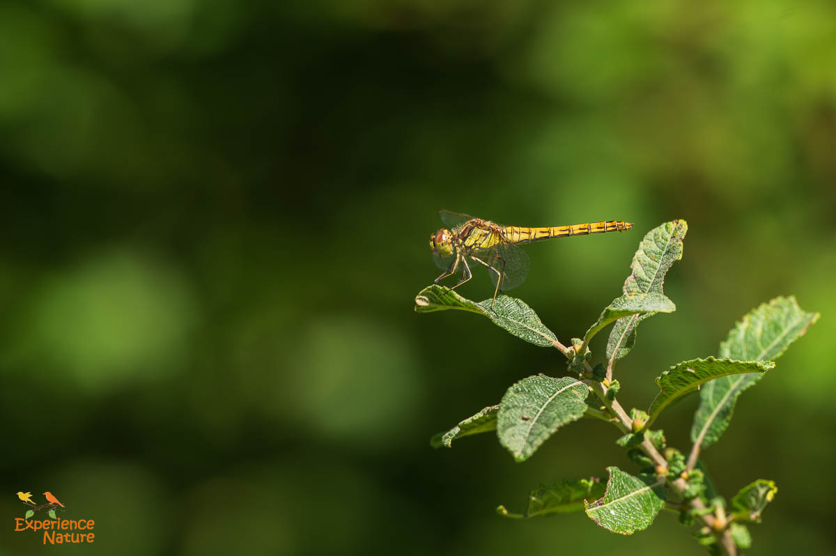 Steenrode heidelibel