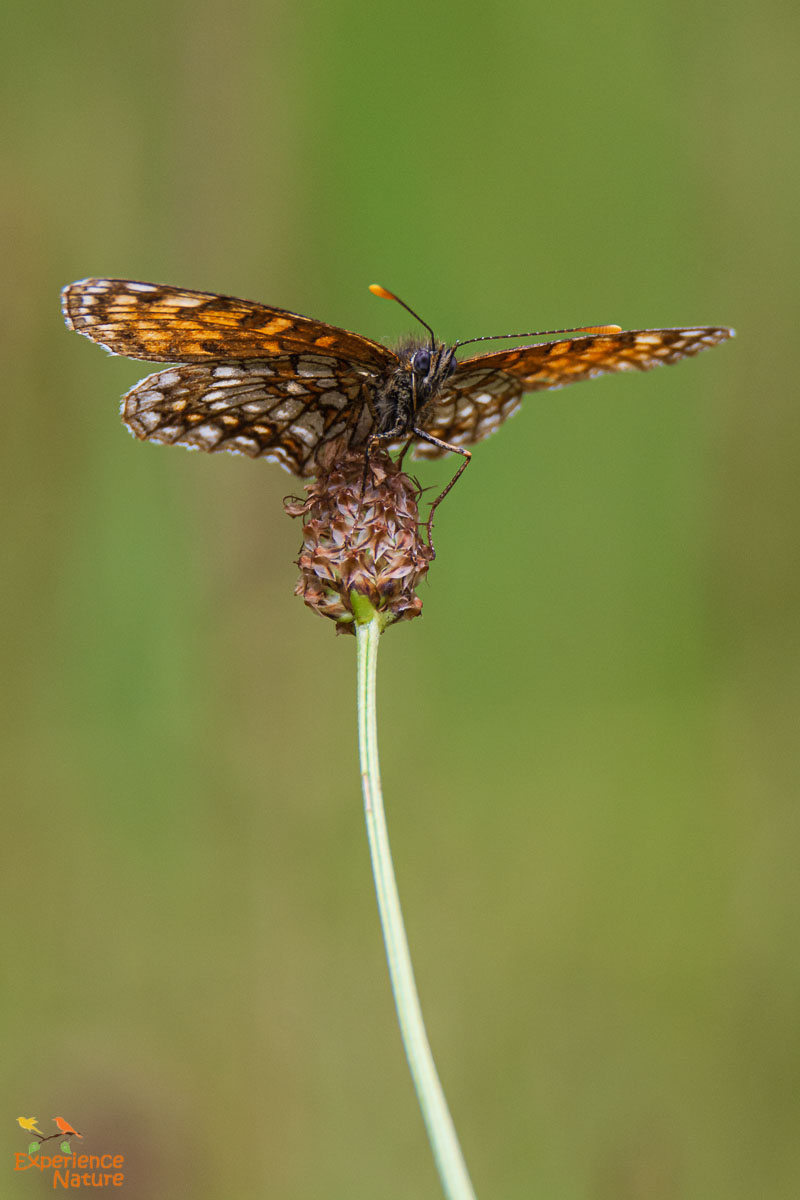 Woudparelmoervlinder