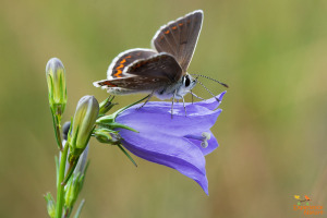 Vlinders en libellen