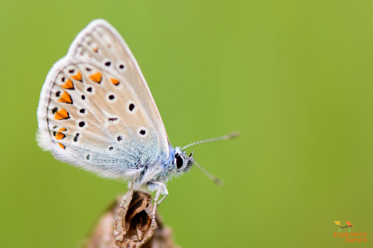 Icarusblauwtje