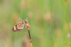 Acraea serena