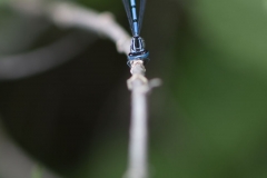 Azuurwaterjuffer