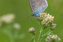 Bloemenblauwtje