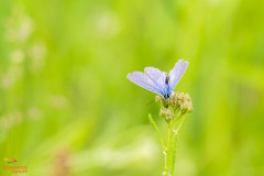 Bloemenblauwtje