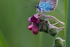 Bloemenblauwtje