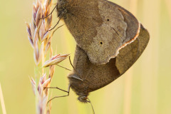 Bruin zandoogje