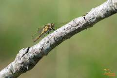 Bruinrode heidelibel