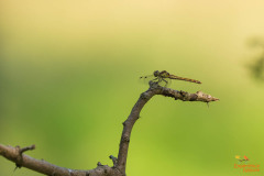 Bruinrode heidelibel