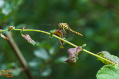 Bruinrode heidelibel
