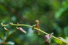 Bruinrode heidelibel