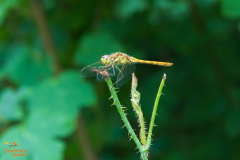 Bruinrode heidelibel