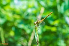 Bruinrode heidelibel