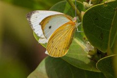 Creamy small white