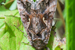 Gamma uil