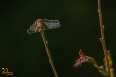 Heidelibel