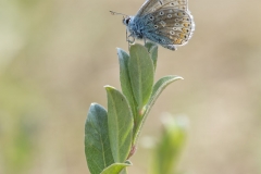Icarusblauwtje
