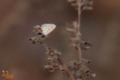 Klein acaciablauwtje