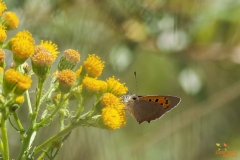 Kleine vuurvlinder
