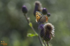 Kleine vuurvlinder