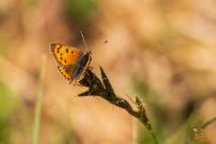 Kleine vuurvlinder