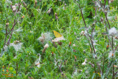 Oranje Luzernevlinder