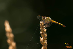 Steenrode heidelibel
