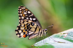Vlinder