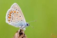 Icarusblauwtje