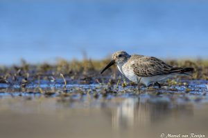 Bonte strandloper