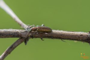 Plateumaris