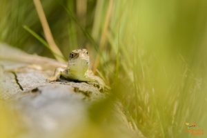 Zandhagedis01