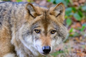 wolf